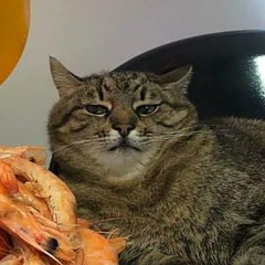 Эдвард Гейн, 17.09, Санкт-Петербург