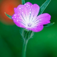 Мукаддас Ташметова