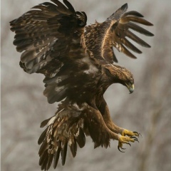 Асхат Усипбеков, 27.03.1988, Шымкент