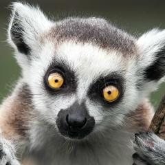 Алисия Сиель, 07.04, Юрга