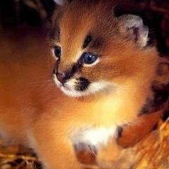 Анастасия Нестерова, 24.09.1986