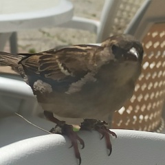 Bellatrix Lestrange, 03.02.1986