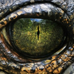 Тарлан Вольф, 18.07, Phuket