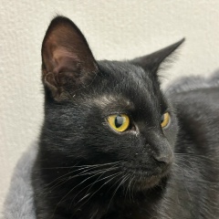 Лена Фомина, 01.01.1905