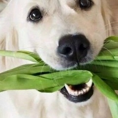 Ирина Рысева