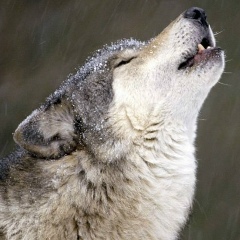 Виталий Грасс, 02.06, Ростов-на-Дону