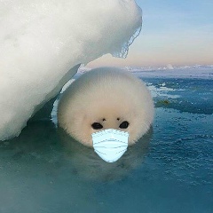 Foca Gineco, 17.01.1988