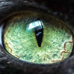 Shli Naher, 28.09.1989, Красноярск