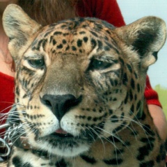 Оксана Шибелёва, 19.08, Саранск