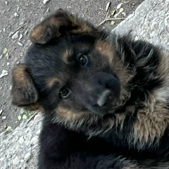 Турпал Ахмаев, 11.01.1993