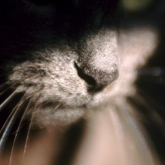 Эмиль Кязимов, 11.11.1991