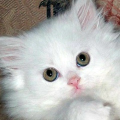 Гулназа Курбанова