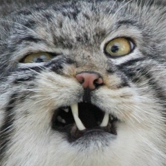 Александр Липницкий, 14.01.1985, Новосибирск