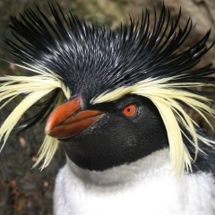 Симпатифный , Тверь