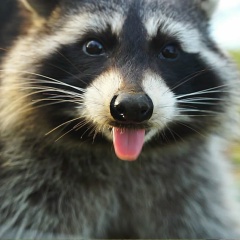 Петр Петрович, 16.11, Москва