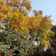 Шоубао Цао, 21.02