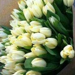 Нона Нона, 13.09.1998