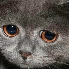 Μихаил Αлексеев, Могилев-Подольский