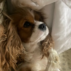 Татьяна Щенки Декоративных Пород, Краснодар