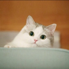 Эльвинка Меджитова, 27.03.1994, İstanbul