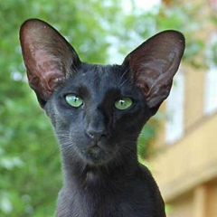 Анастасия Шелепова, 07.02.1985, Мурманск