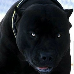 Заур Алиев, 27.02, Самара