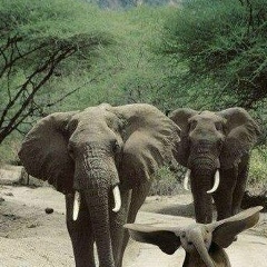 Зинкин Корзинкин, 22.05, Москва