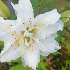 Ксюша Староверова, 05.02, Санкт-Петербург