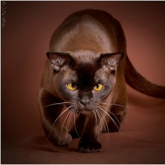 Ольга Липатова, 10.11.1993, Москва