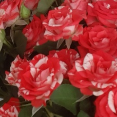 Анастасия Болотова, 06.01, Ухта