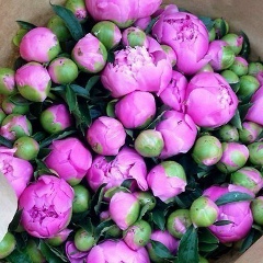 Marina Nikishina, 11.11, Москва