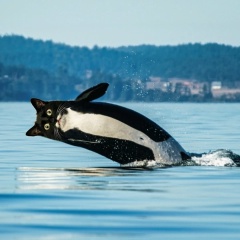 Игорь Грачев