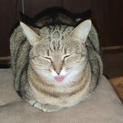 Макс Дзыговский, Санкт-Петербург