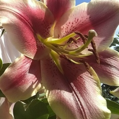 Оксана Мелешкова, 09.08, Краснозаводск