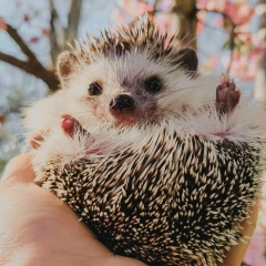 Рафаэль Саакян, 09.05