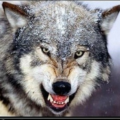 Александр Козак, 11.07.1988