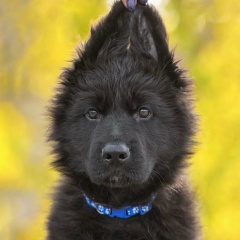 Светлана Хвиц, 18.01, Санкт-Петербург