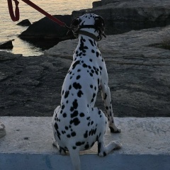 Руслан Сулейменов, 07.07, London