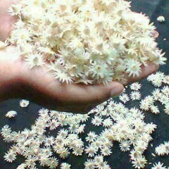 Htaik Htaik, 04.03.1990, Old Lashio