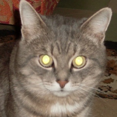 Елена Садовник, 05.05.1983