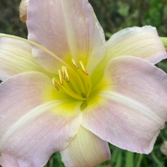 Лариса Шат, 02.09, Екатеринбург