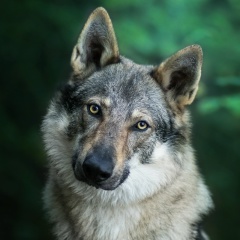 Влад Иванов, 15.05.1998, Москва