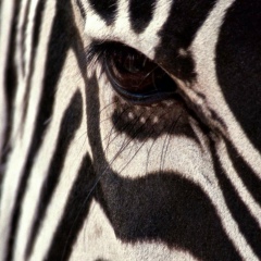 Алиби Ашимхан, 09.01, Алматы