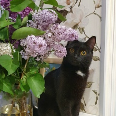 Юлианначка Гуд, 06.07.1991, Курган