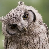 Вера Данилина, Москва