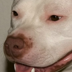 Алексей Аптаун, Златоуст