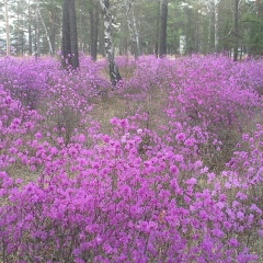 Надежда Мекерова, 22.12.1959