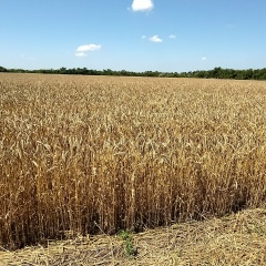 Klai K, 08.08, Оренбург