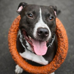 Ромчиг Ром, 10.06.1989, Калининград