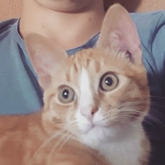 Влад Косенко, 25.06, Нежин